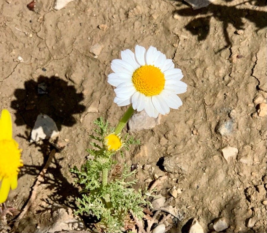 Anthemis pseudocotula habit