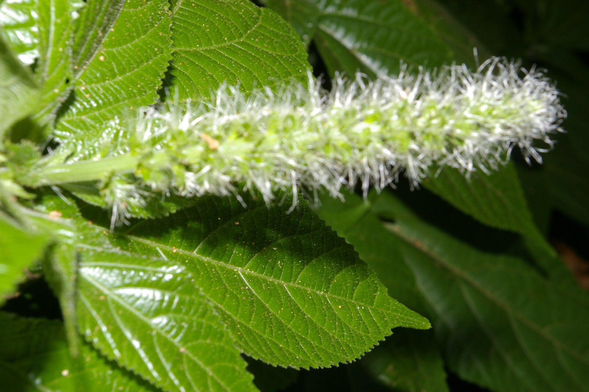 Acalypha mortoniana leaf