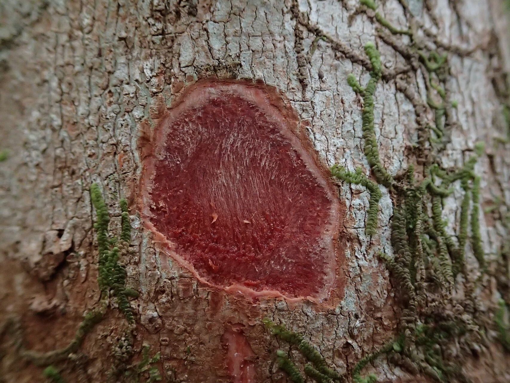 Syzygium wagapense bark