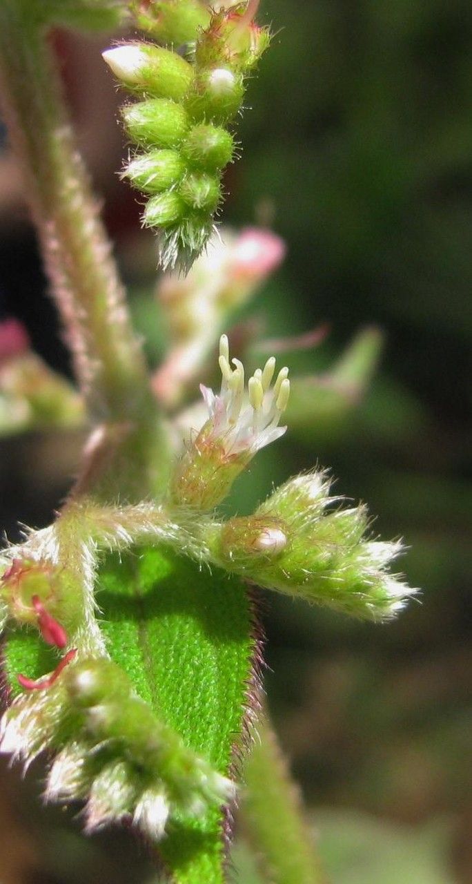 Miconia sulcicaulis fruit