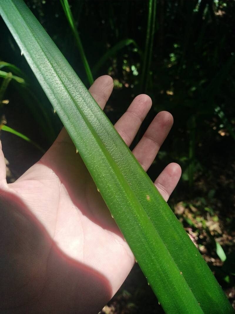 Pandanus kinabaluensis leaf