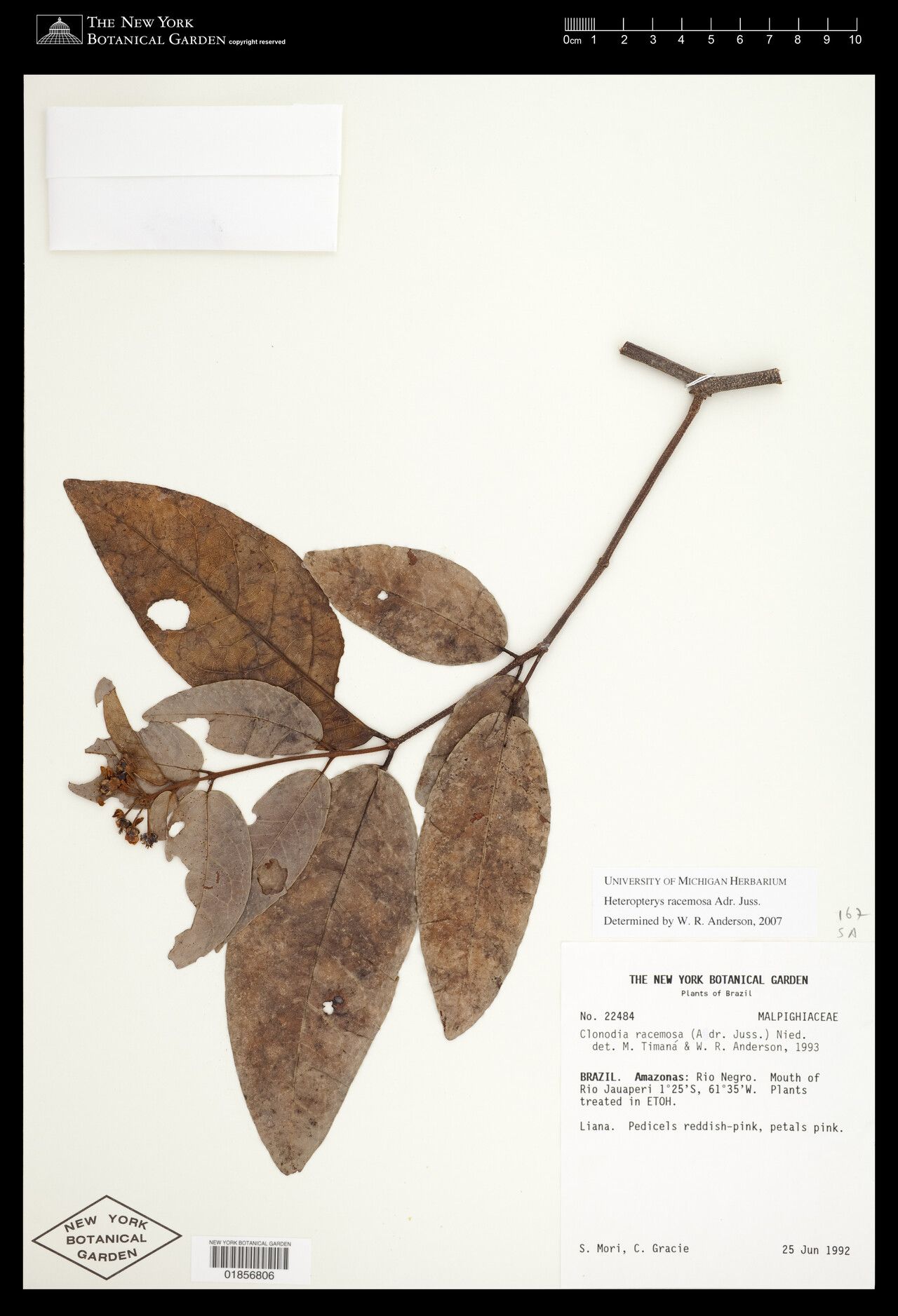 Heteropterys racemosa — houseplant care guide