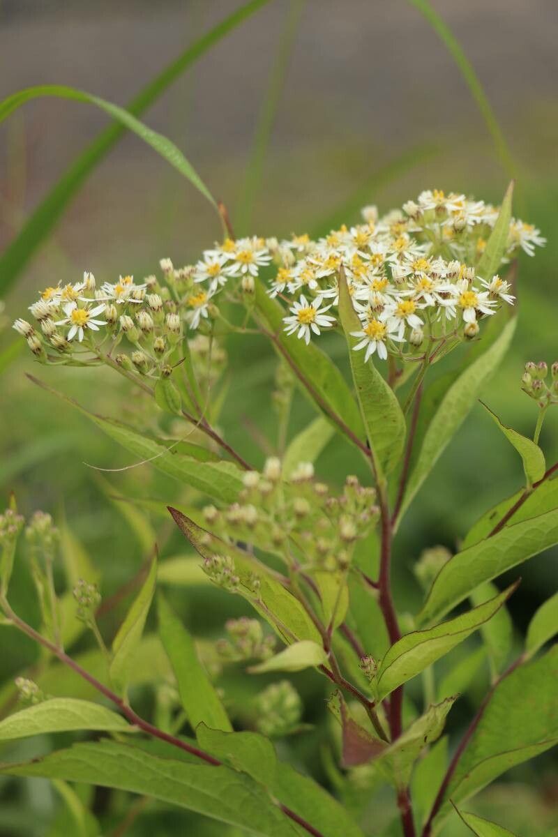 Aster glehnii — houseplant care guide