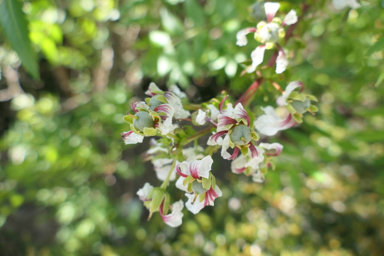 Xanthoceras sorbifolium flower