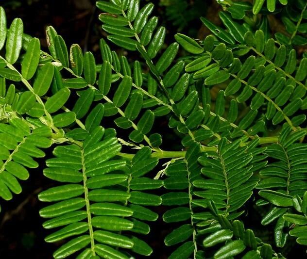 Clianthus magnificus leaf