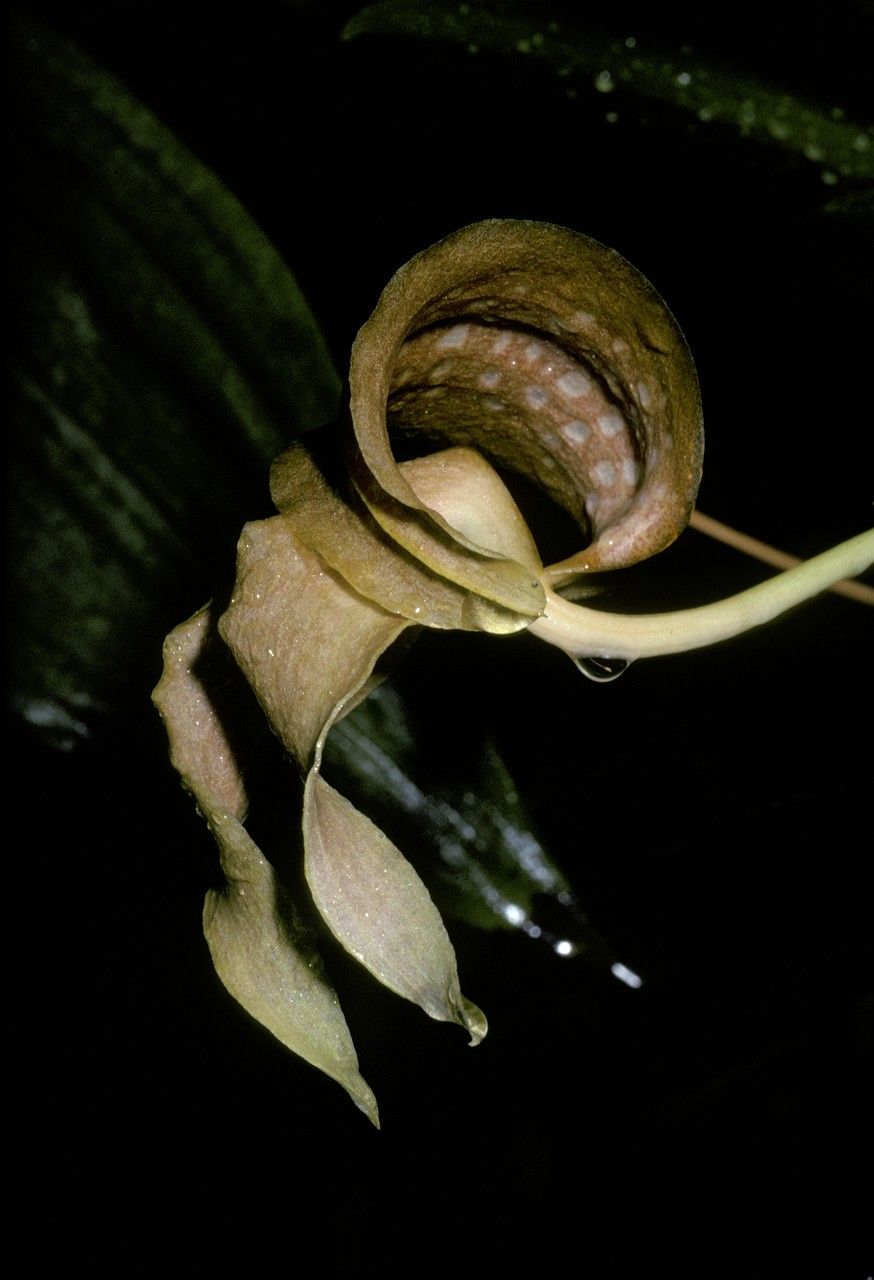 Bulbophyllum penduliscapum flower