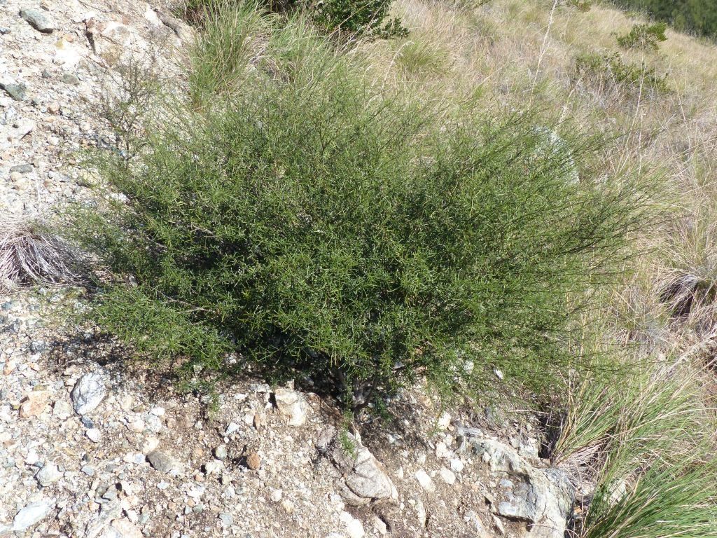 Corchorus neocaledonicus habit