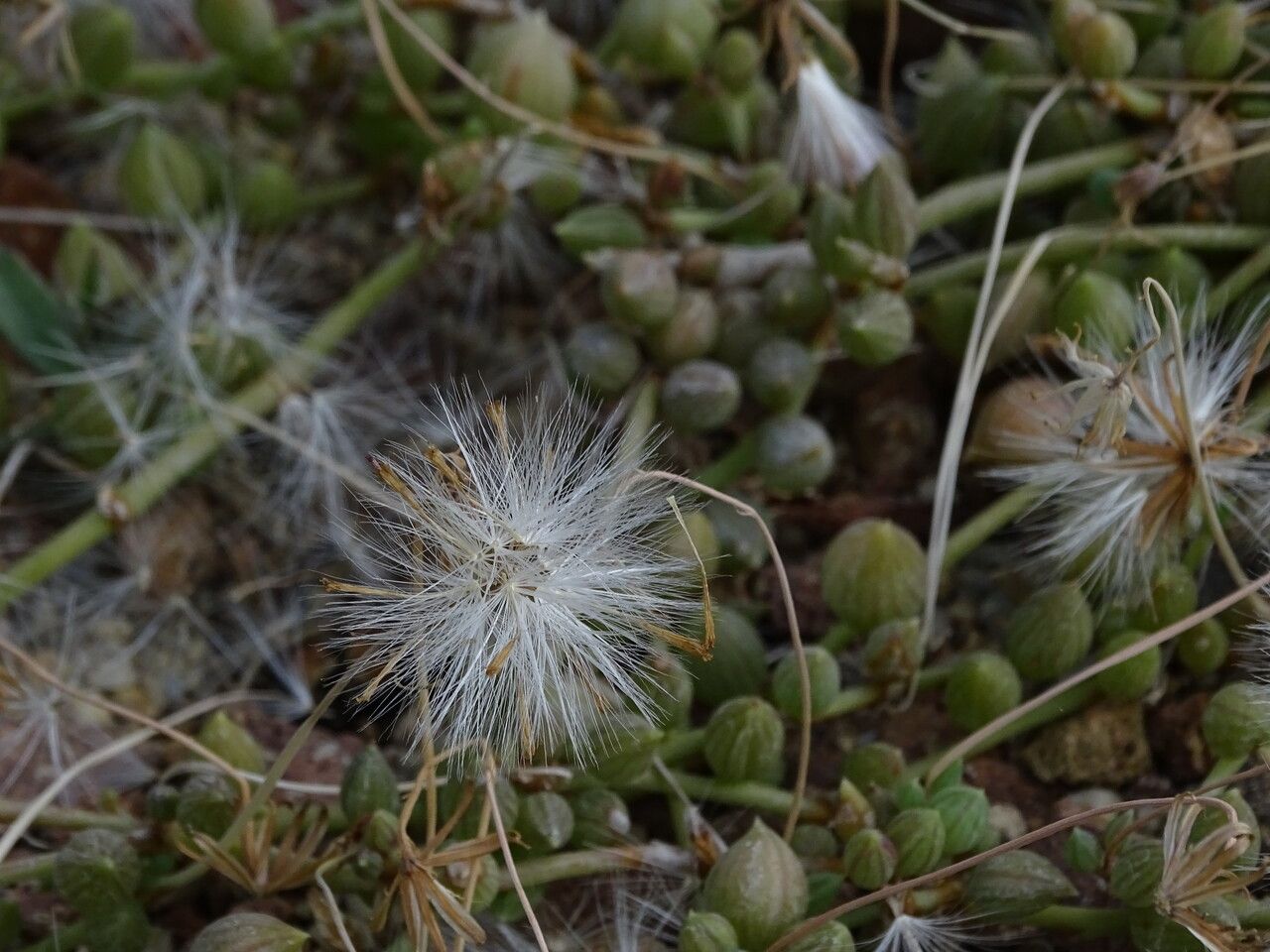 Senecio herreianus fruit