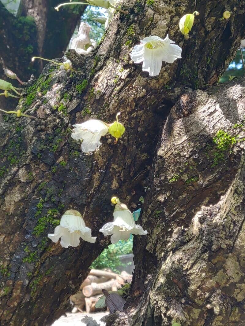 Parmentiera cereifera flower