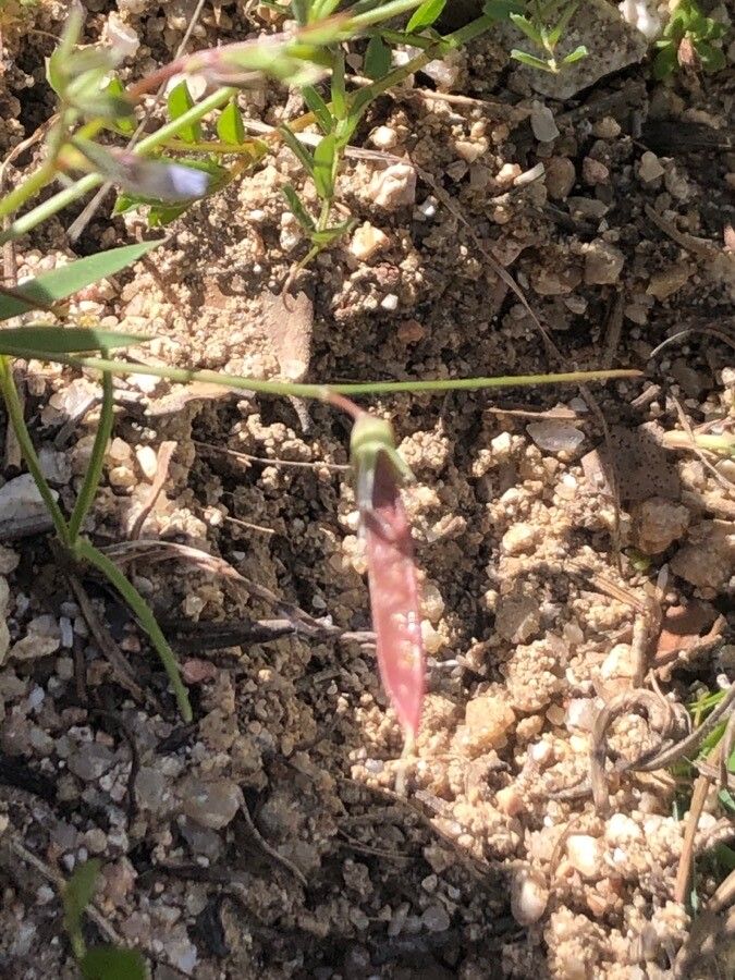 Lathyrus angulatus fruit