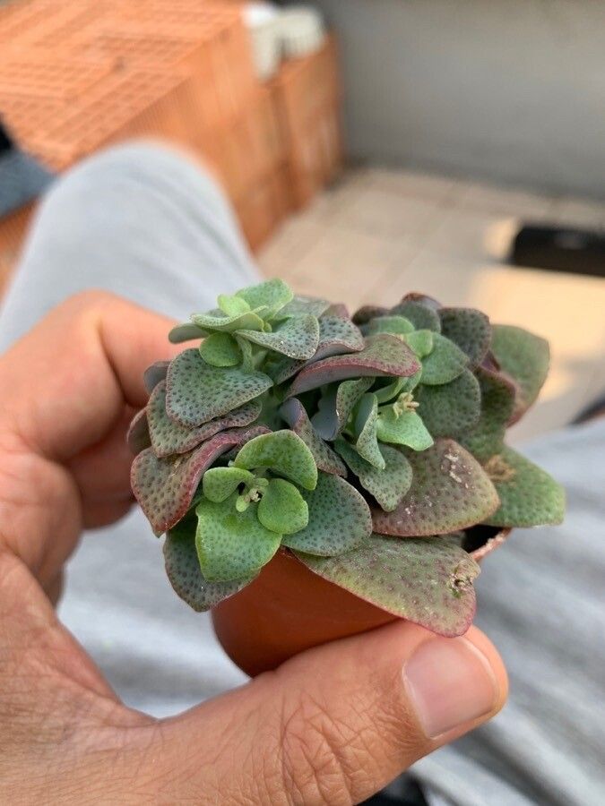Crassula cordata leaf