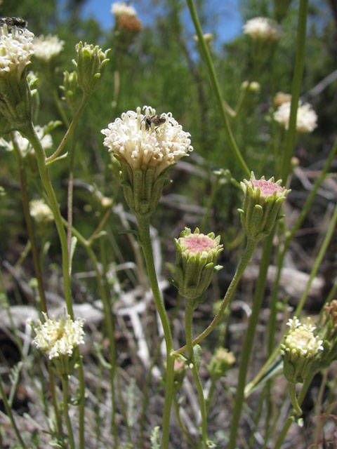 Chaenactis parishii — houseplant care guide