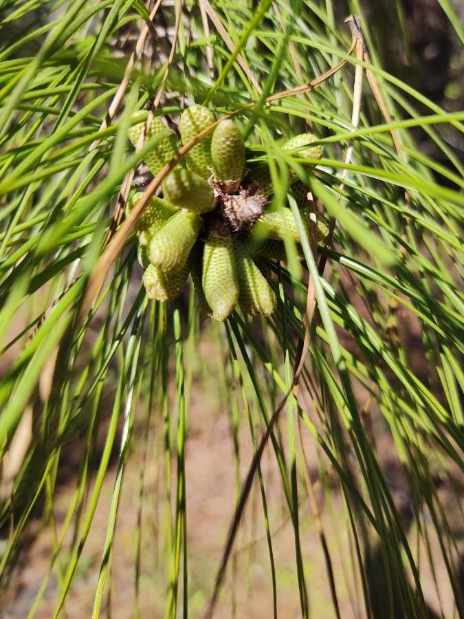 Pinus taeda flower