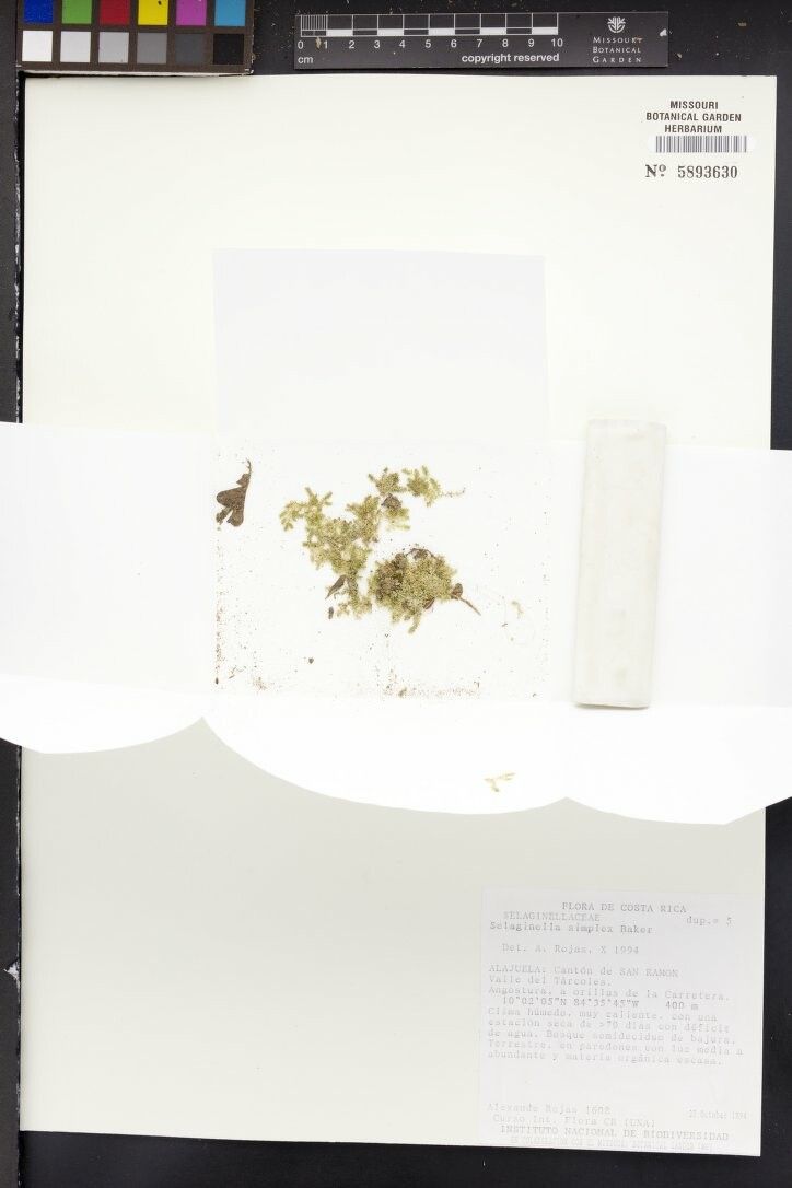 Selaginella simplex — houseplant care guide