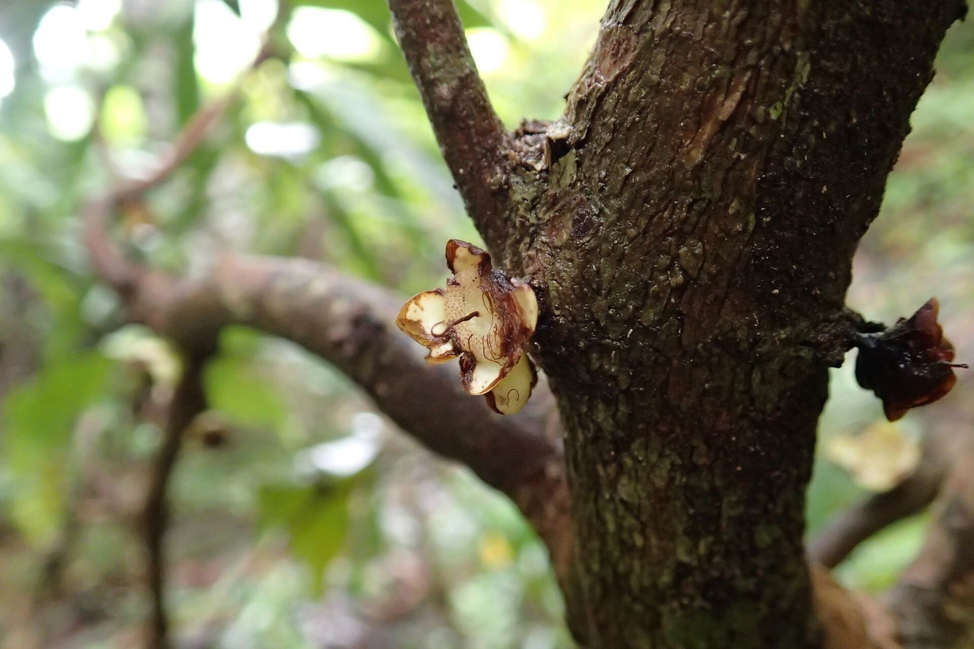 Eugenia mouensis bark