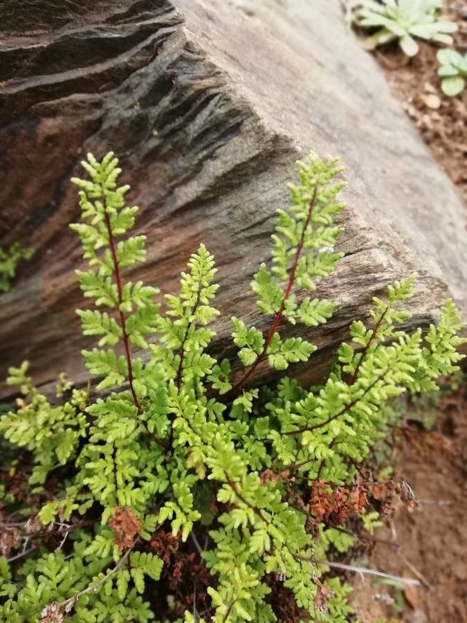 Dryopteris fragrans leaf