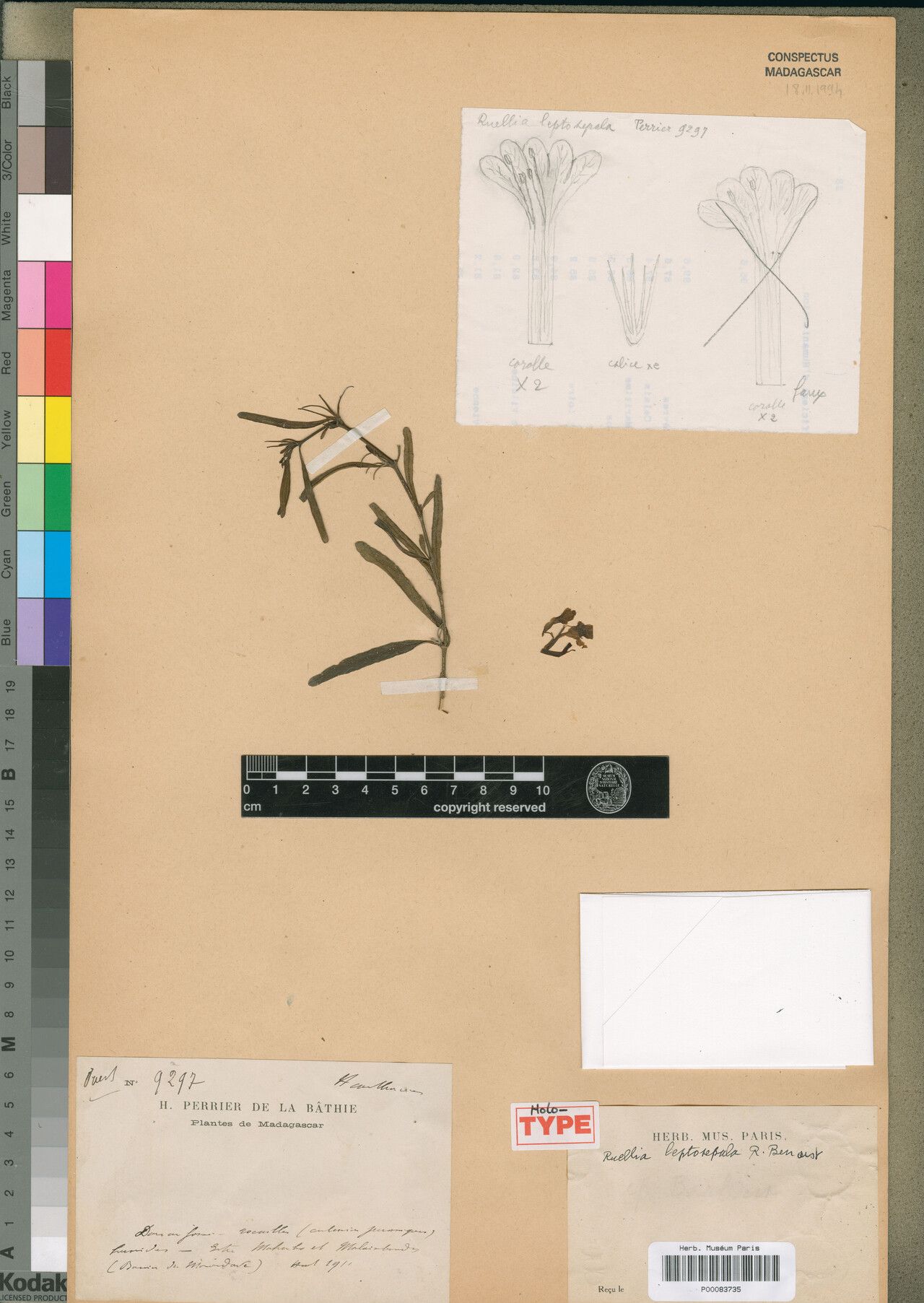 Ruellia leptosepala — search result for 'Ruellia'