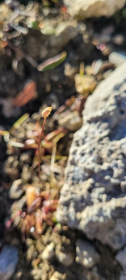 Pinguicula alpina fruit