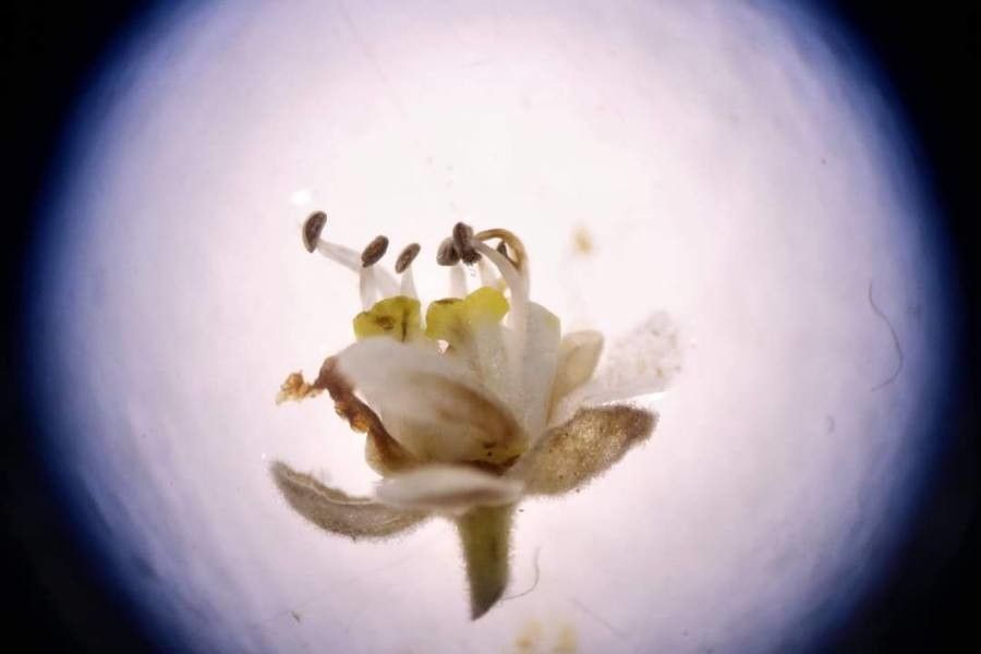 Serjania mexicana flower