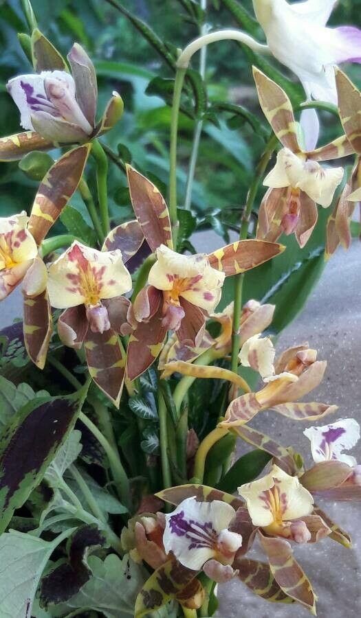 Aspasia epidendroides — related species from the same genus