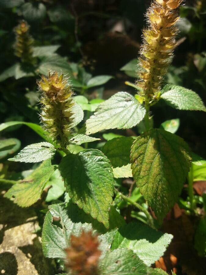 Acalypha aristata leaf