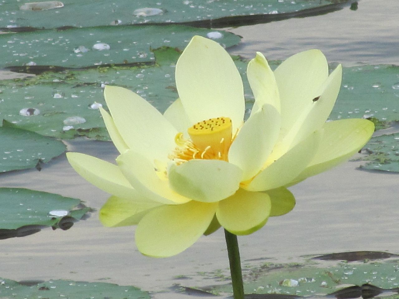 Nelumbo lutea flower