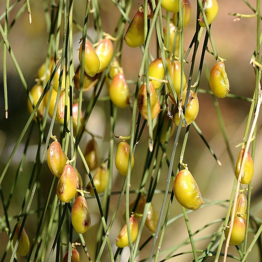 Genista monosperma fruit