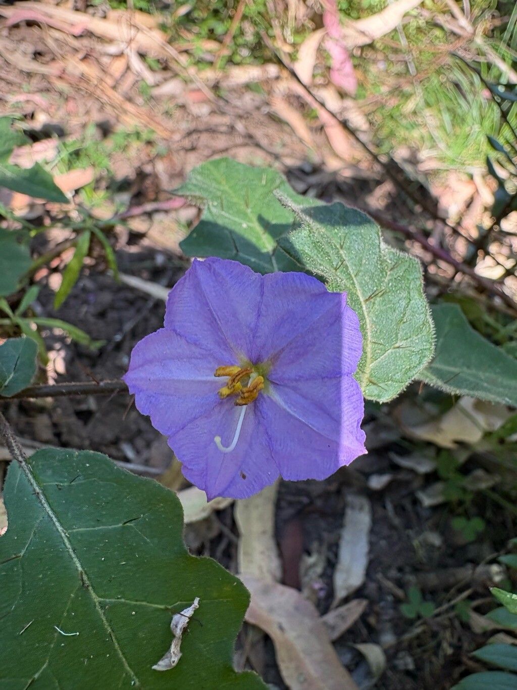 Solanum pungetium flower