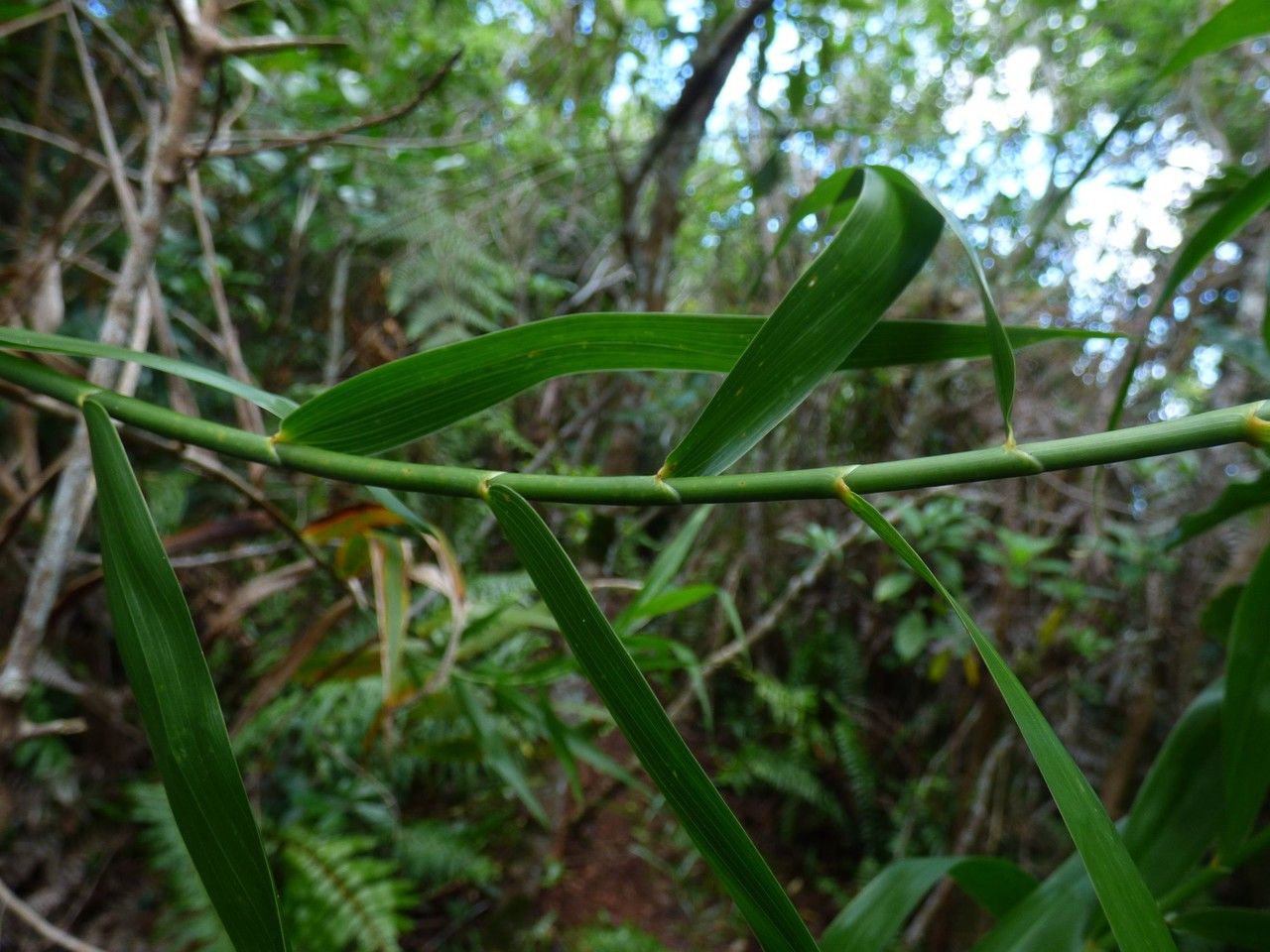 Flagellaria indica bark
