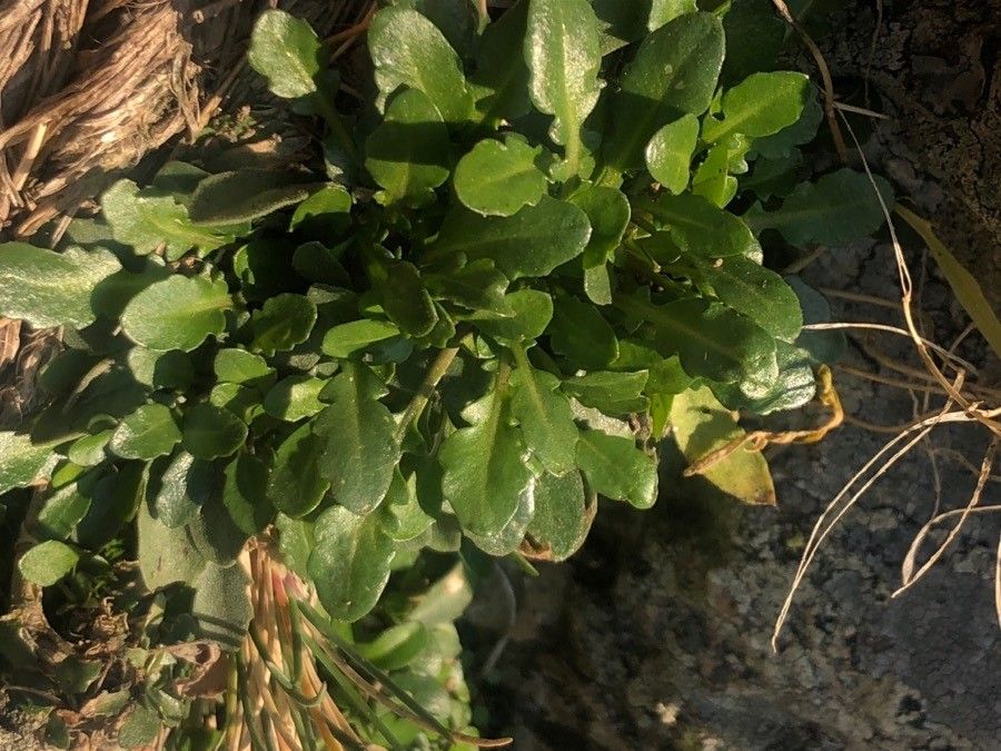 Crepis bursifolia leaf