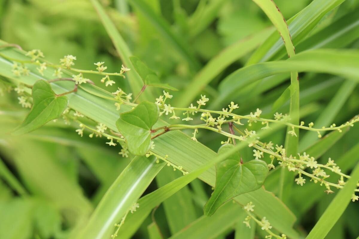 Dioscorea tenuipes — houseplant care guide