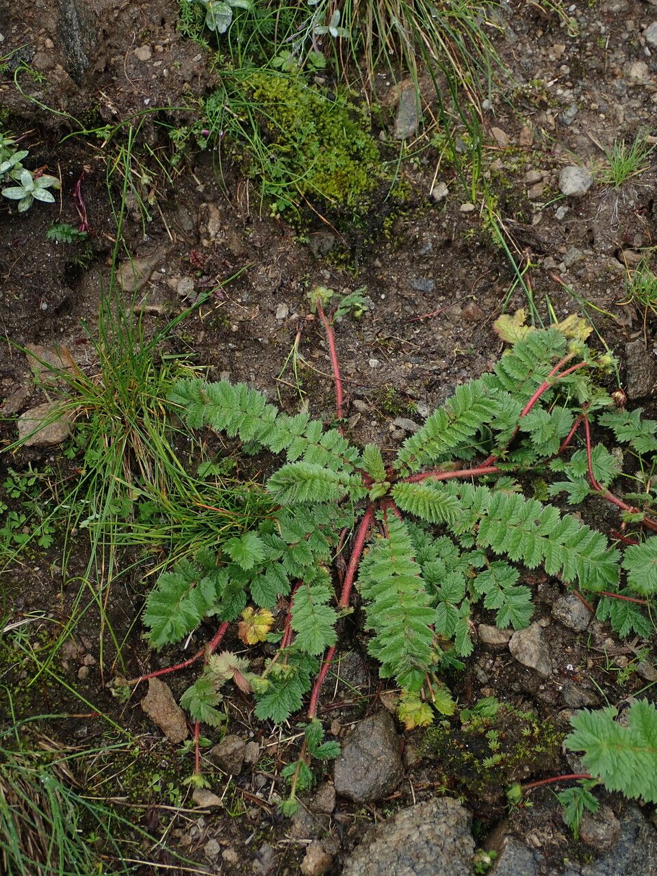 Argentina tristis habit
