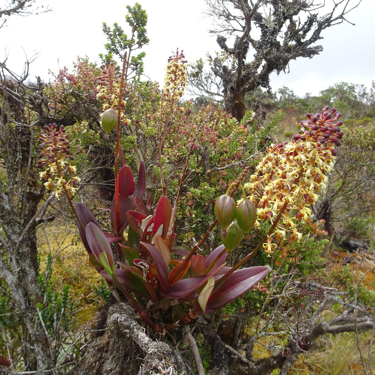 Epidendrum cylindraceum habit