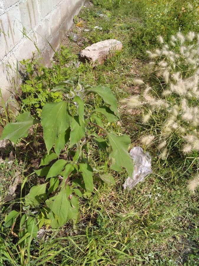 Tithonia tubaeformis leaf