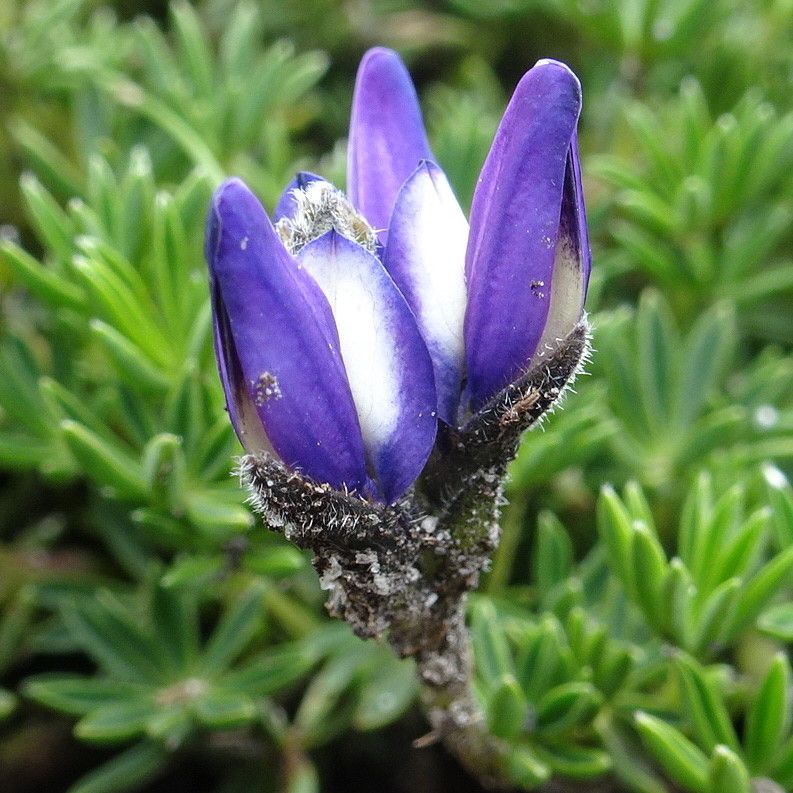 Lupinus microphyllus flower