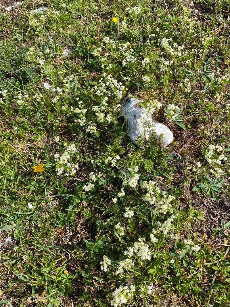 Galium anisophyllon habit
