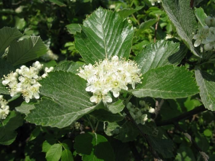 Aria danubialis flower