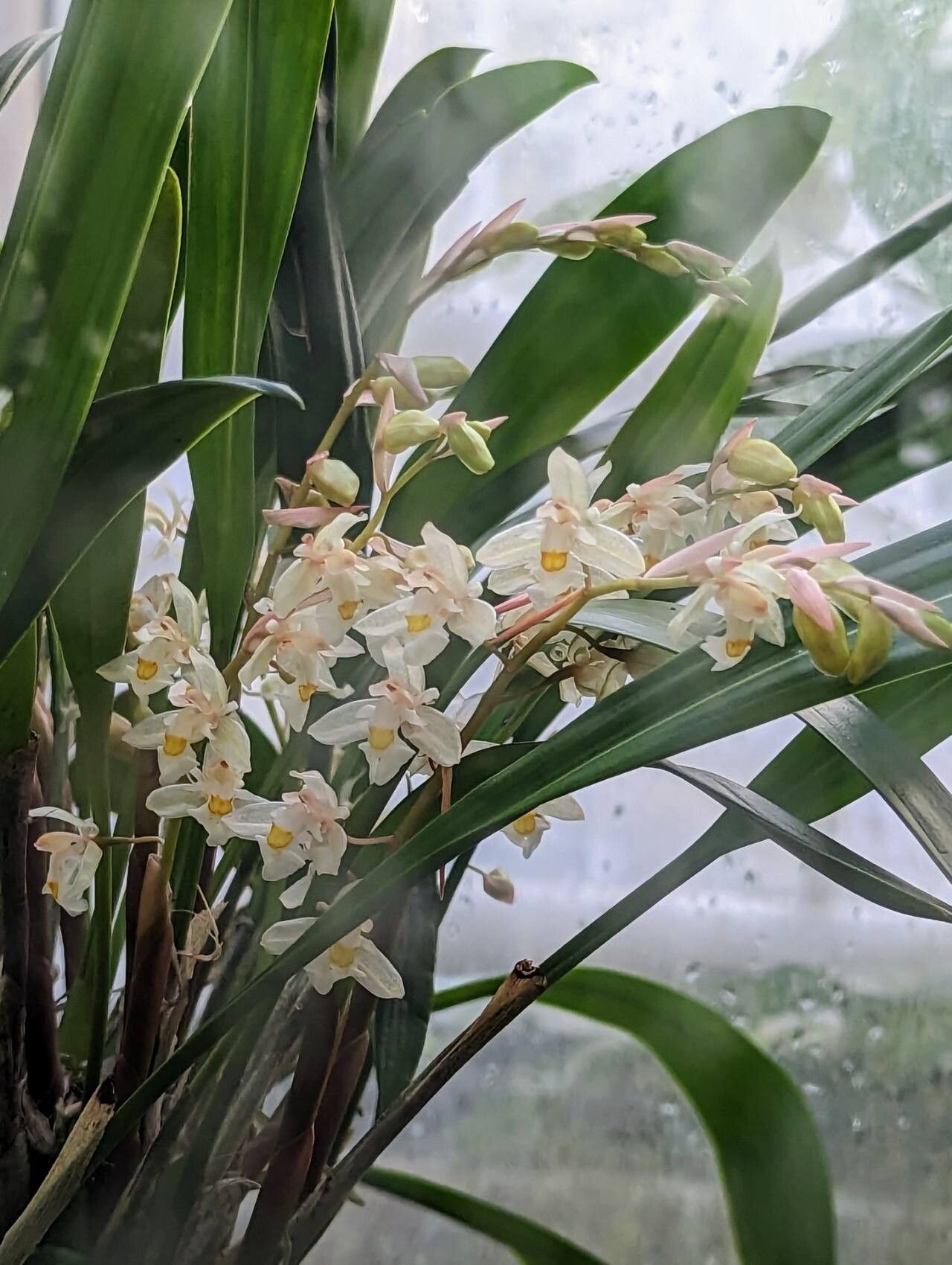 Coelogyne sulphurea flower