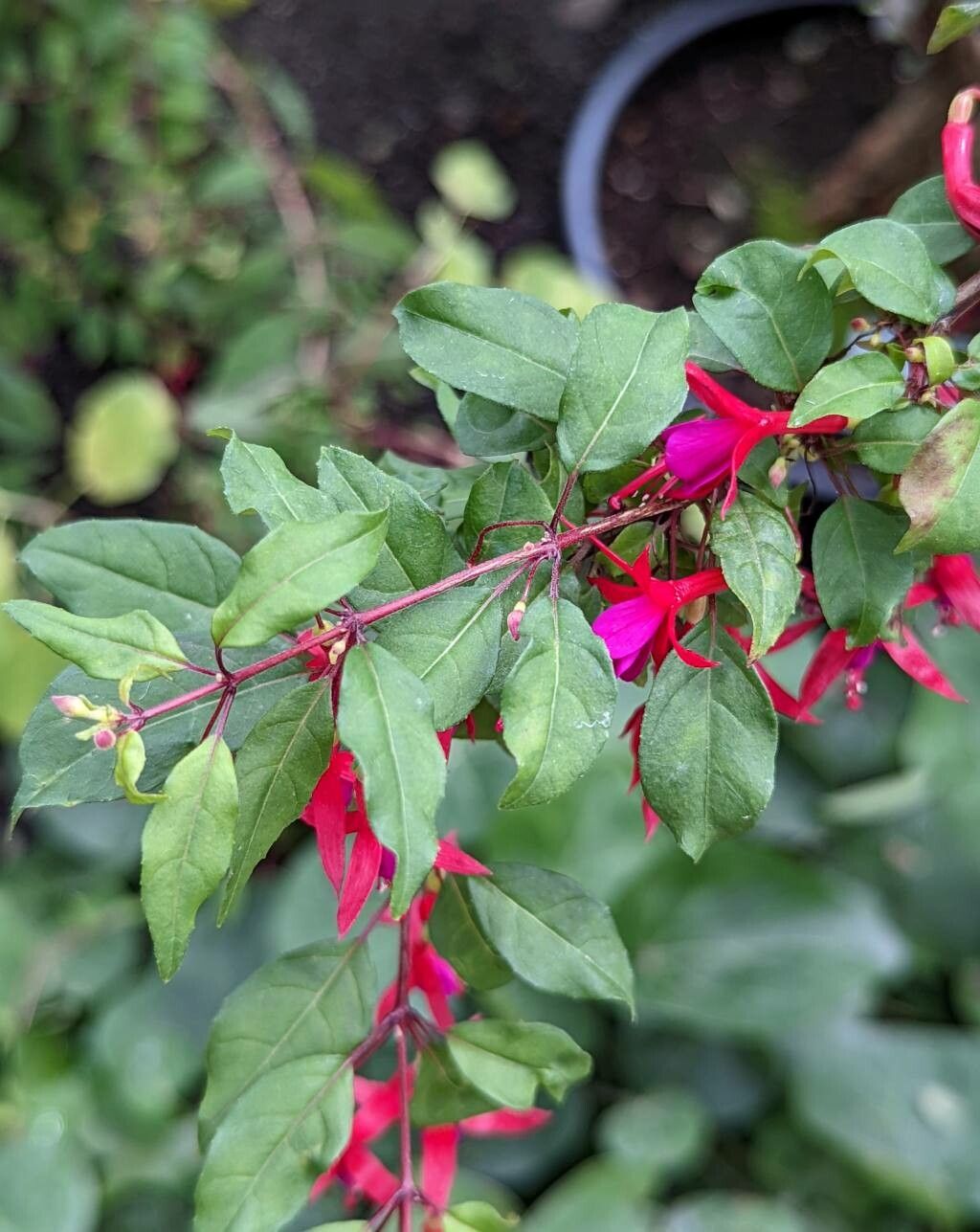 Fuchsia coccinea — search result for 'Fuchsia'