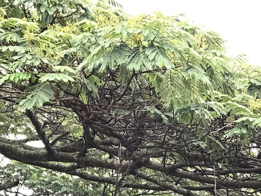 Albizia harveyi flower