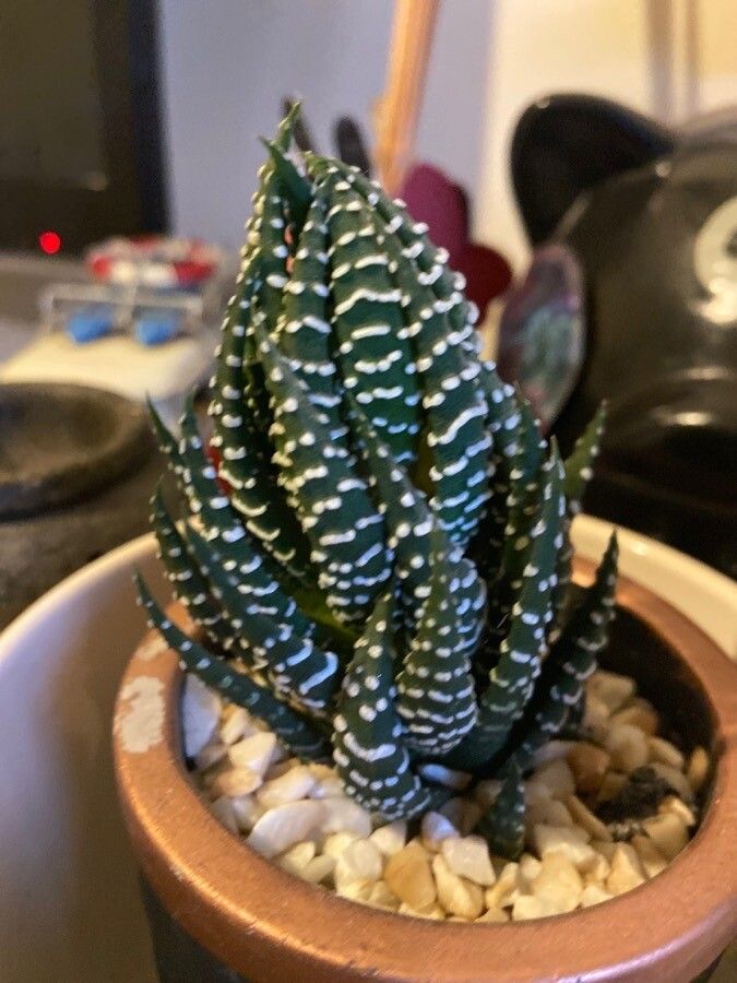 Haworthia reinwardtii flower
