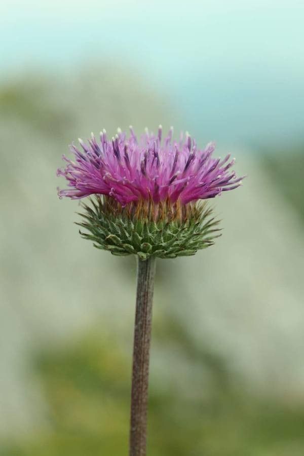 Jurinea consanguinea flower