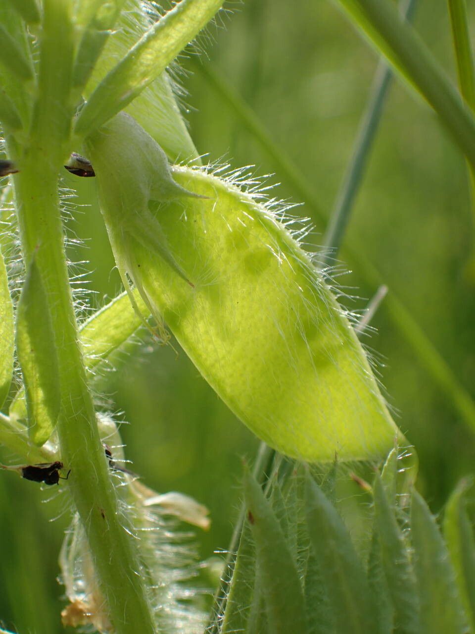Vicia lutea fruit