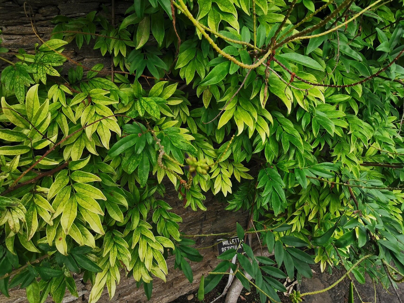 Wisteriopsis japonica leaf