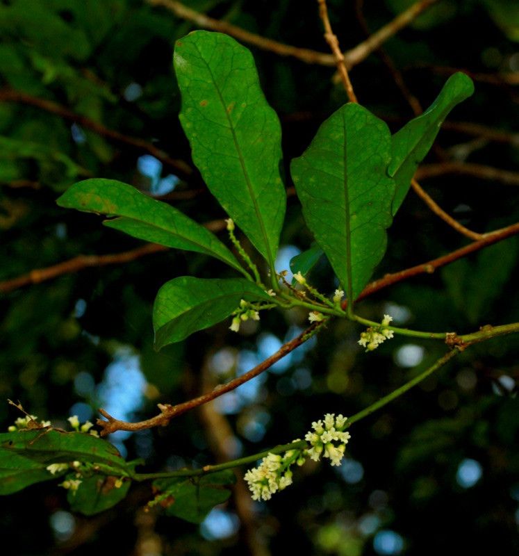 Balgoya pacifica flower
