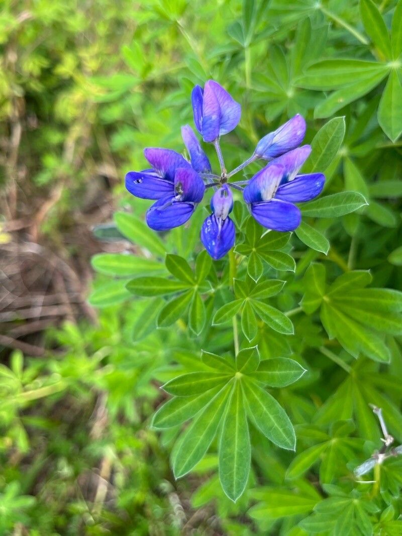 Lupinus cosentinii leaf