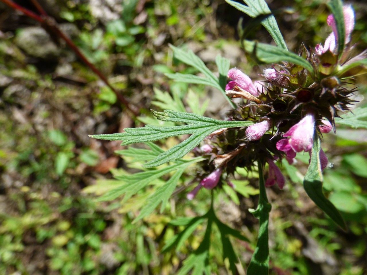 Leonurus sibiricus — search result for 'Mongolia'