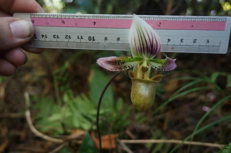 Paphiopedilum acmodontum flower