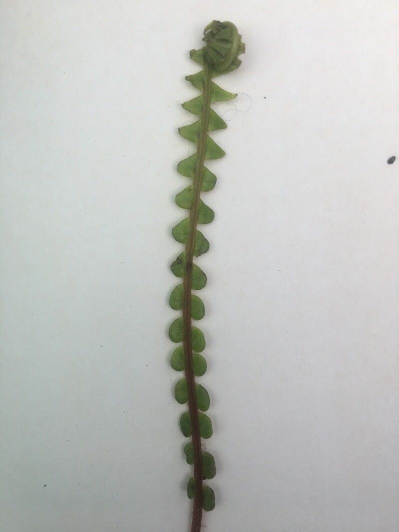 Lindsaea stricta — houseplant care guide