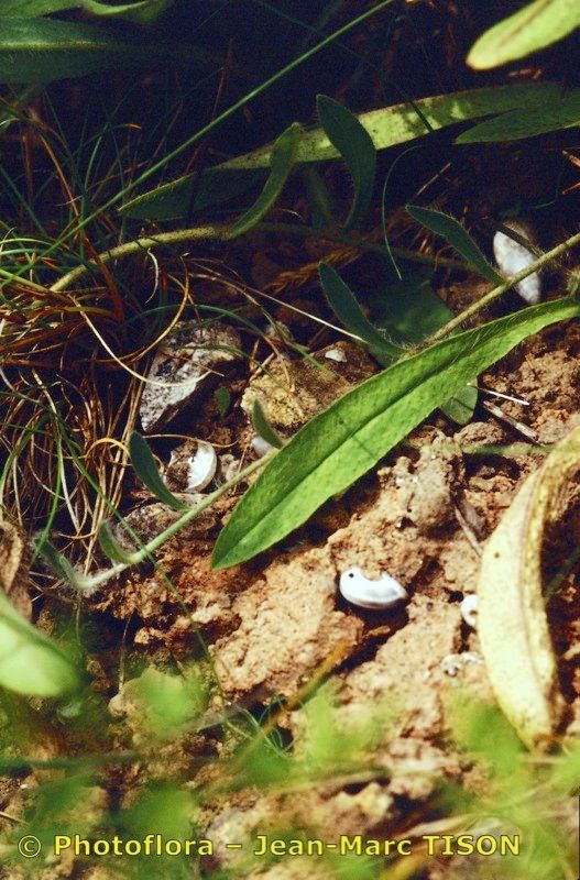 Pilosella auriculoides other